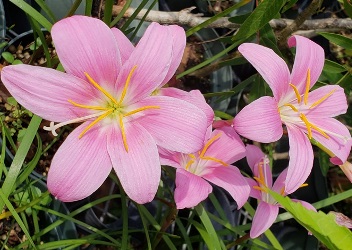 Pink Rainlily, Rosepink Zephyr Lily, Fairy Lily, Zephyranthes grandiflora, Z. rosea